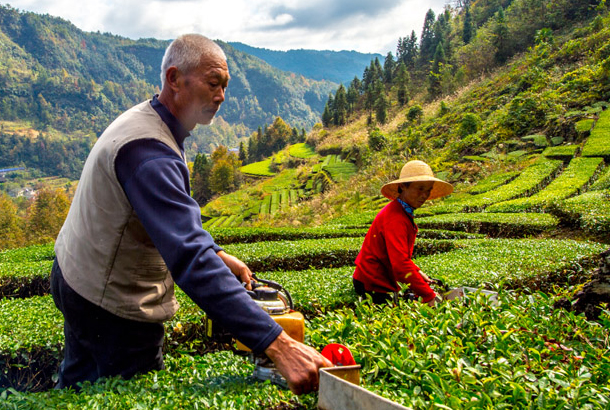 兩片葉子富了一個(gè)縣 ——湖南省桑植縣走出知識(shí)產(chǎn)權(quán)扶貧路