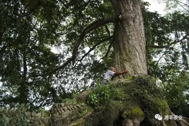 原始次森林中的紅豆杉.webp.jpg 原始次森林中的紅豆杉.webp.jpg