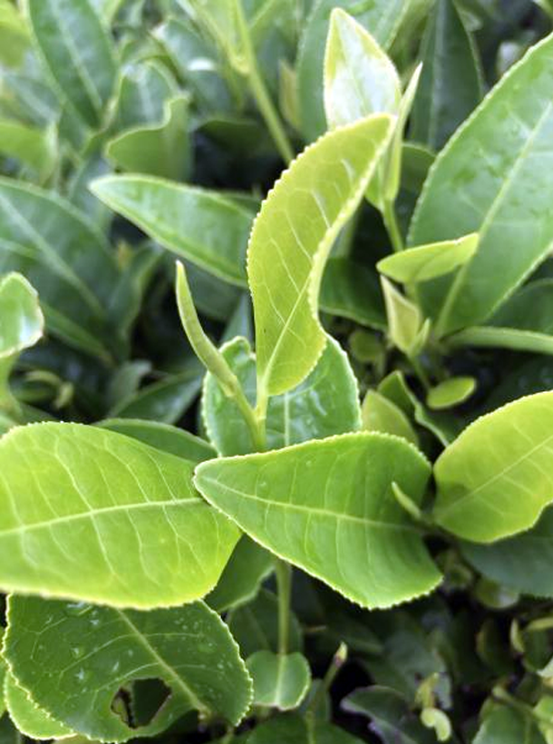 湘豐2號(hào) 湘豐2號(hào)