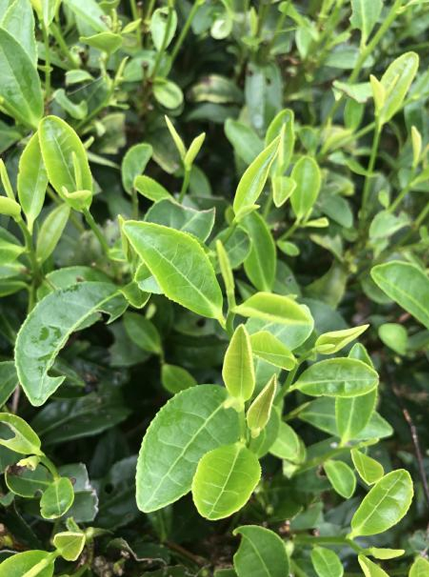 中茶108.png 中茶108.png