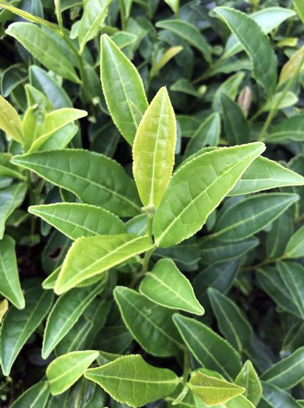 湘豐4號(hào) 湘豐4號(hào)