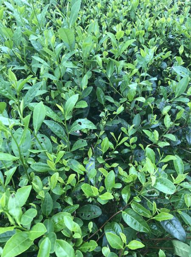 福鼎大白1.png 福鼎大白1.png