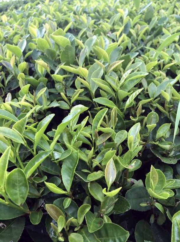 平陽特早1.png 平陽特早1.png