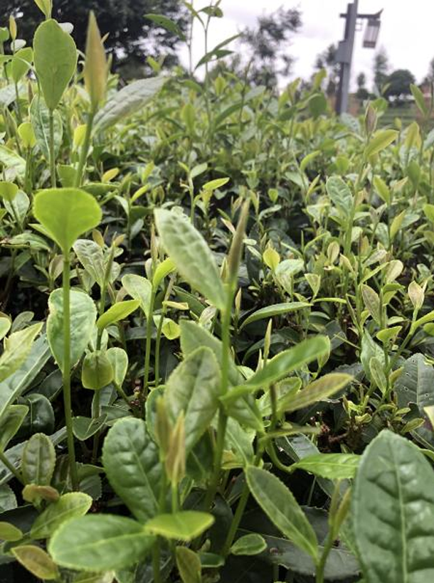 春波綠1.png 春波綠1.png