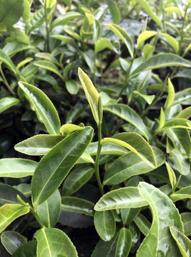 金水閘8號(hào) 金水閘8號(hào)