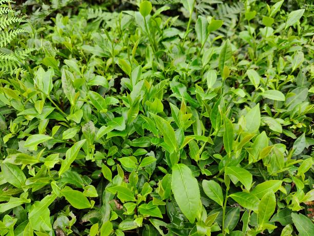 藪北.png 藪北.png