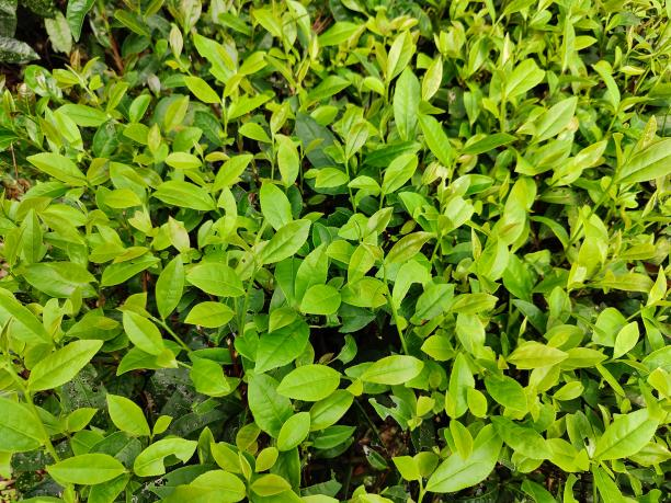 湘豐8號(08-78) 湘豐8號(08-78)