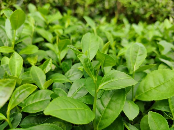 紫娟.png 紫娟.png