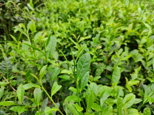 黃金54號(hào) 黃金54號(hào)