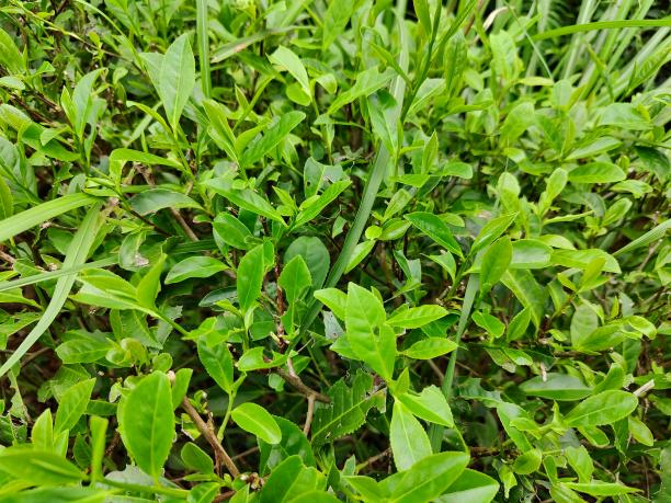 黃金2號.png 黃金2號.png