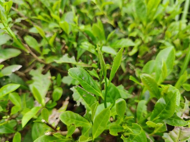 黃金2號1.png 黃金2號1.png