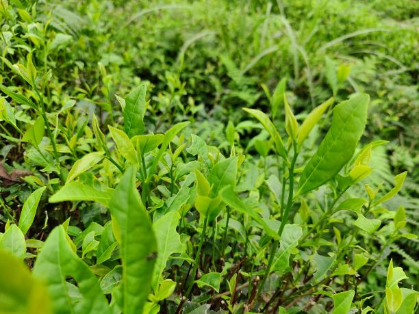 黃金56號(hào) 黃金56號(hào)