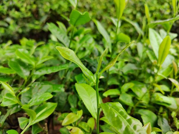 湘豐9號(hào)(79-26-11) 湘豐9號(hào)(79-26-11)