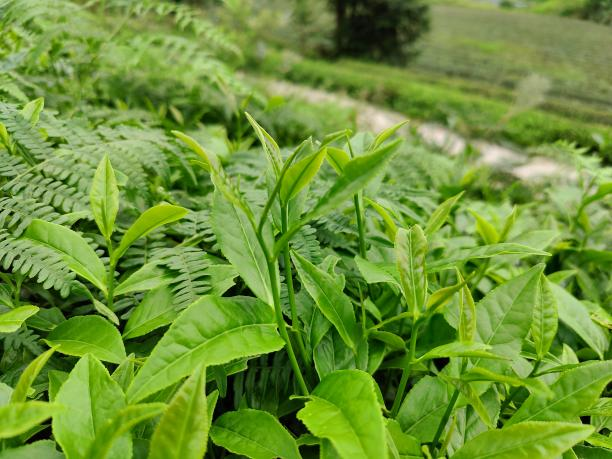 湘豐10號(hào)(80-80-18) 湘豐10號(hào)(80-80-18)