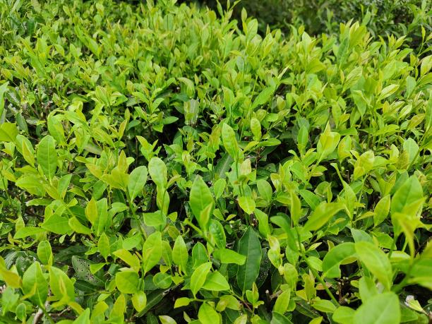 桂香18號(hào) 桂香18號(hào)