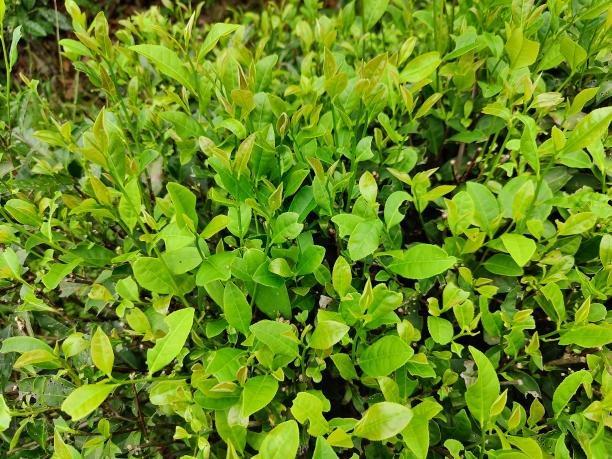 湘豐11號(hào)(08-36) 湘豐11號(hào)(08-36)