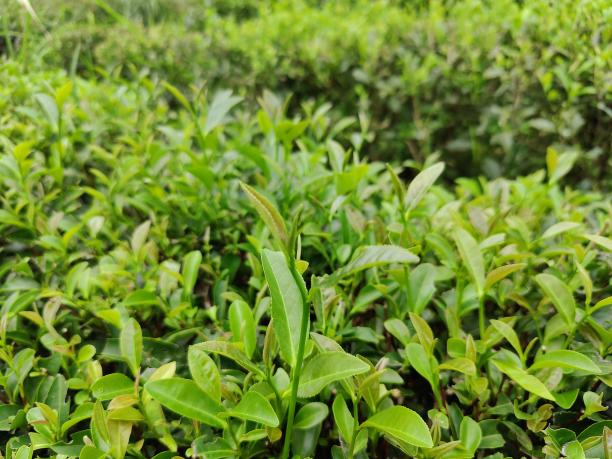 水仙72-04.png 水仙72-04.png