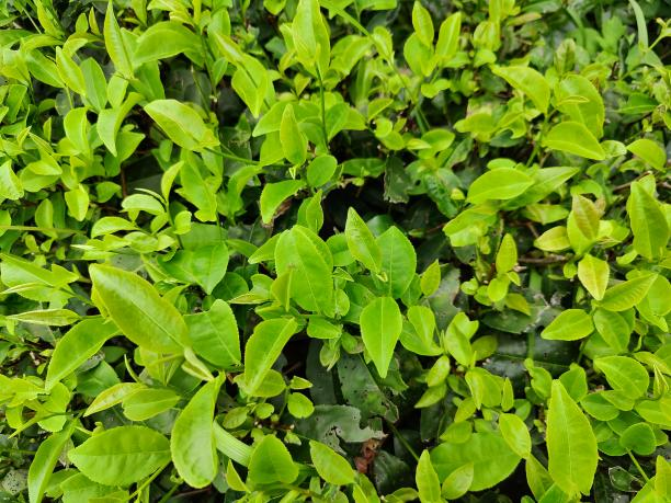 高雜湘8號(hào) 高雜湘8號(hào)