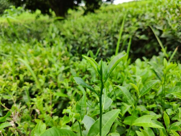 湘豐12號(hào)(79-42-28) 湘豐12號(hào)(79-42-28)