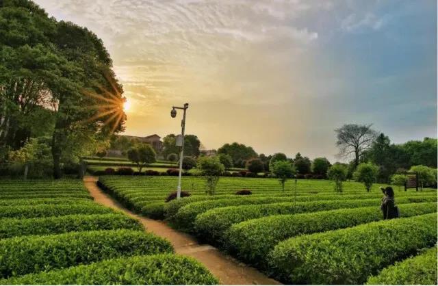 望城格塘-烏山片區(qū)的云游茶園.jpg 望城格塘-烏山片區(qū)的云游茶園.jpg