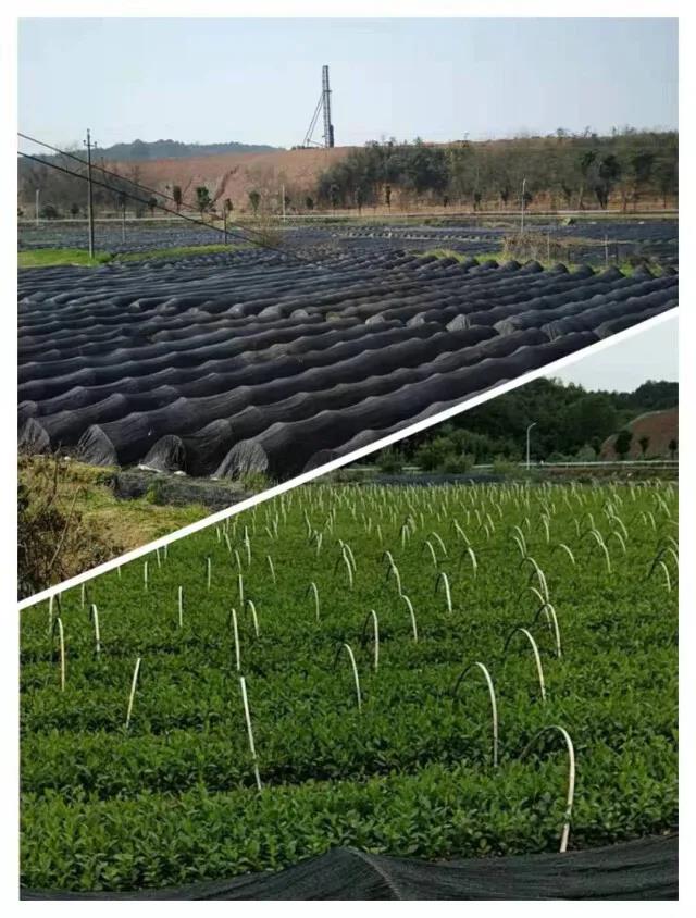 長沙縣高橋鎮(zhèn)騰輝茶苗繁育基地.jpg 長沙縣高橋鎮(zhèn)騰輝茶苗繁育基地.jpg