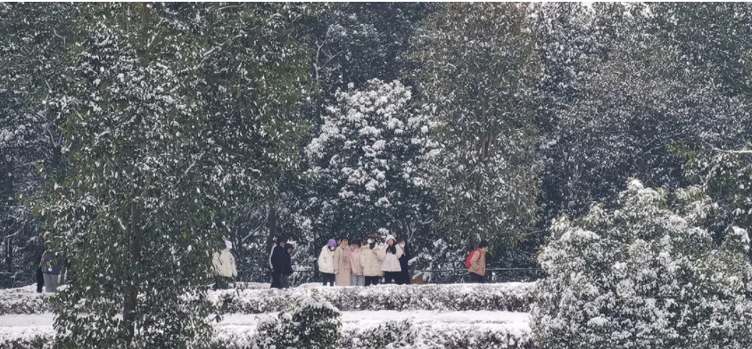 瑞雪兆茶樹，來年茶更甜