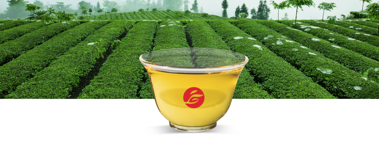 桑植白茶:從“脫貧茶”變身“振興茶” 桑植白茶:從“脫貧茶”變身“振興茶”