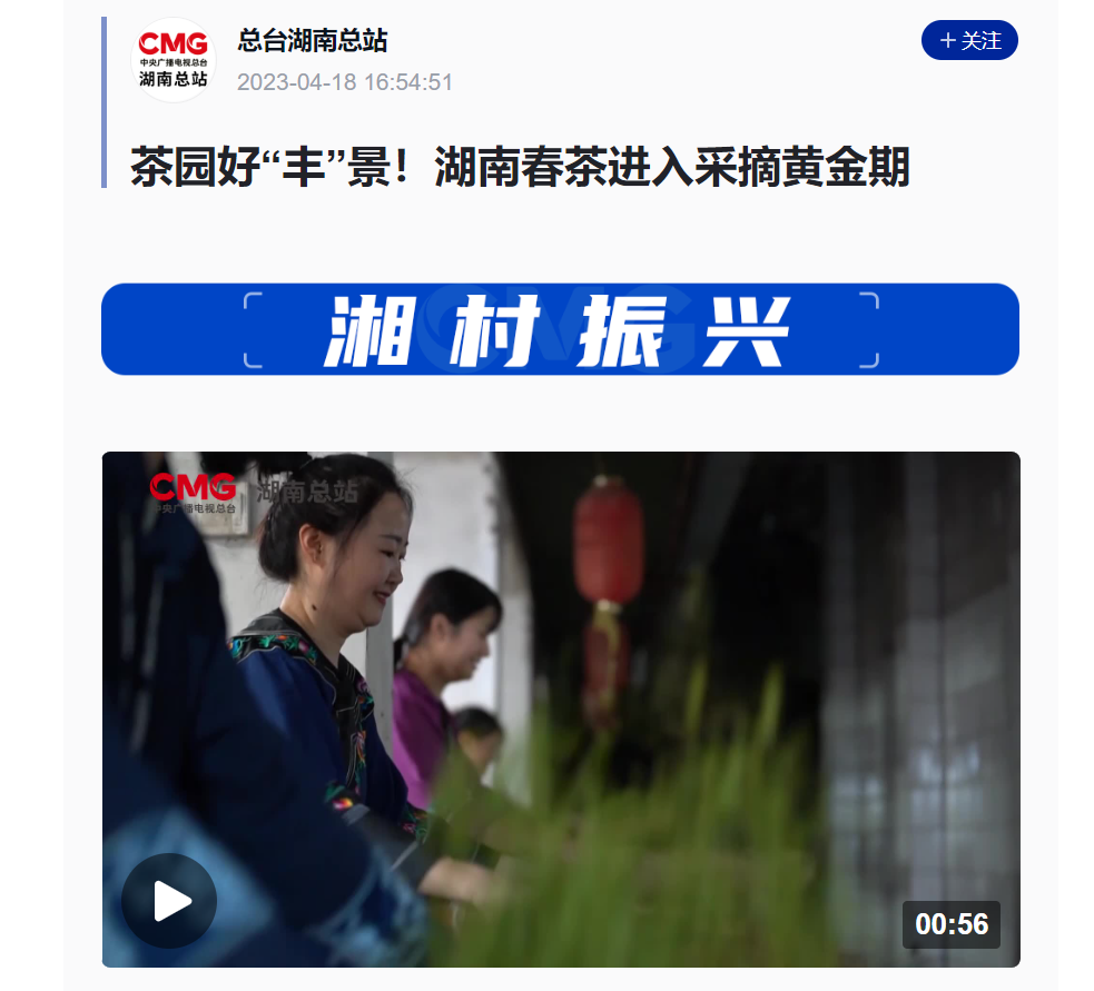 茶園好“豐”景！湖南春茶進入采摘黃金期