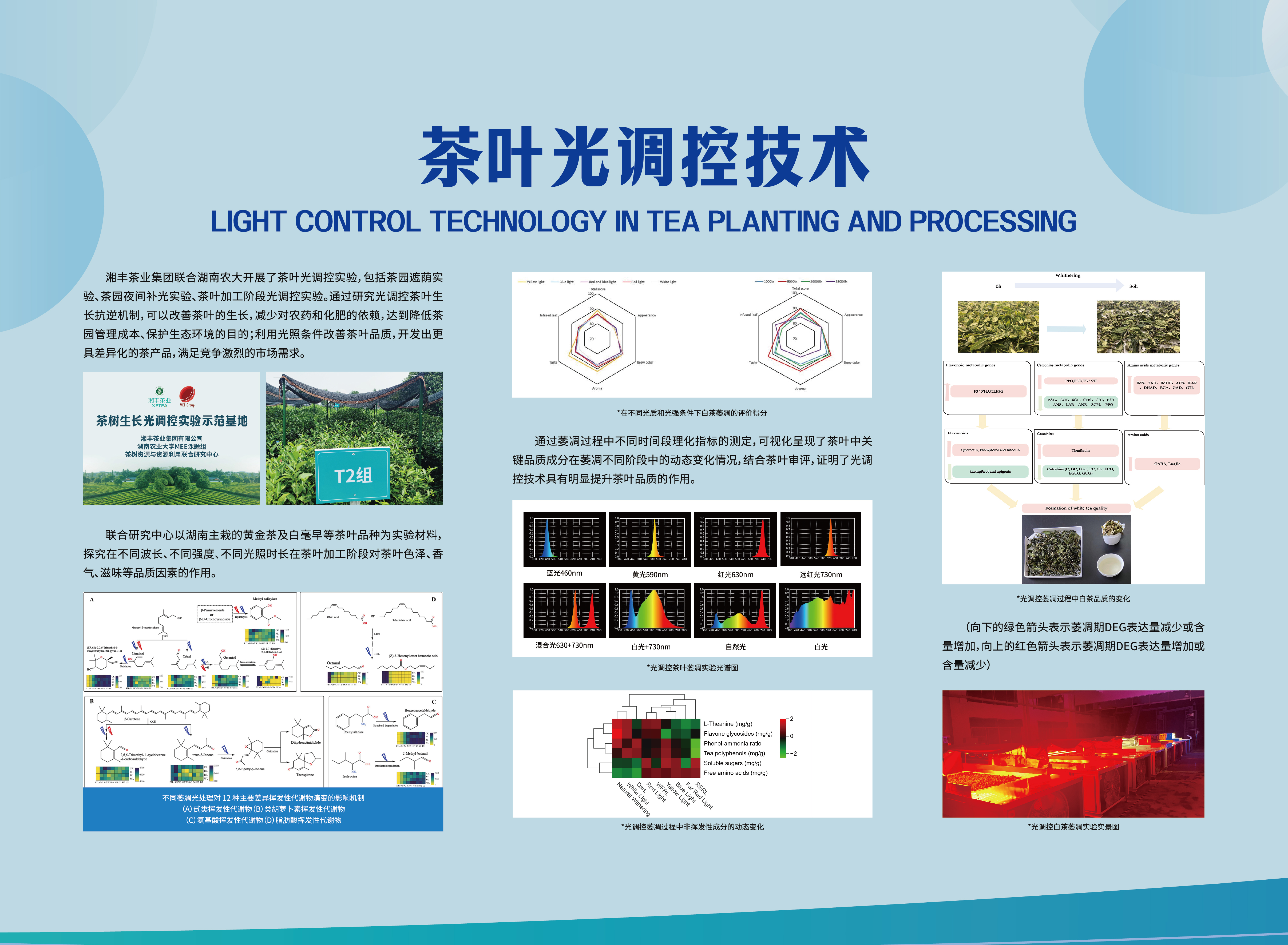 茶葉光調(diào)控技術(shù).jpg 茶葉光調(diào)控技術(shù).jpg